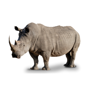 Rhino PNG-24783